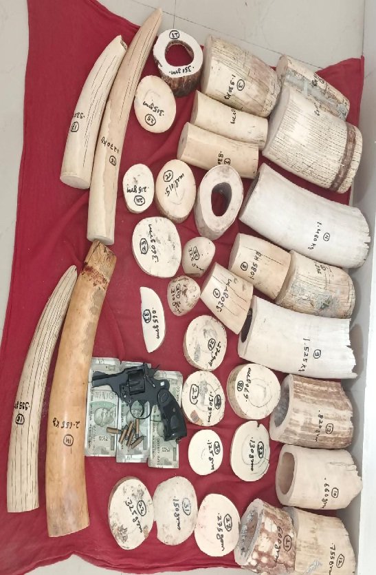 jaipur. ivory smuggler turns out to be a police officer, SOG caught them with two accuse