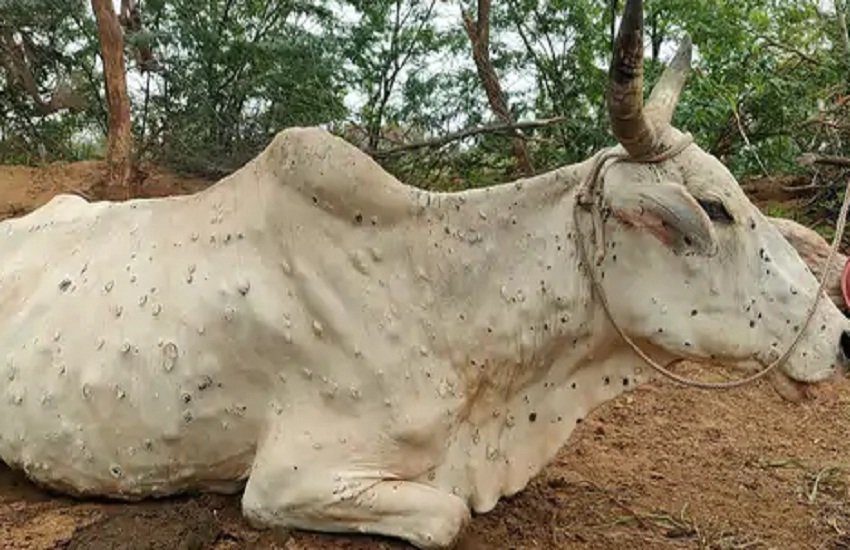 Animal Husbandry Department will now reach the tribals for the prevention of lumpy disease