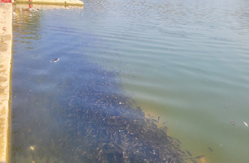 SIROHI. Fish died in large numbers IN AKHELAO DAM