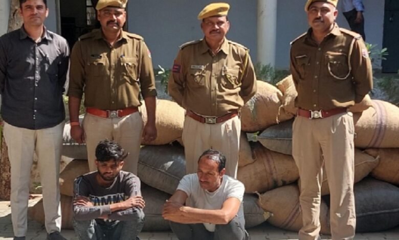 Sirohi. Police recovered doda-poppy near Girwar in Abu Road police station area.