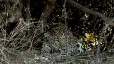 Sirohi: Forest department busy rescuing panther trapped in Padiv's field