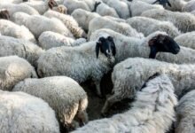 Teachers put on duty to regulate sheep migration - Teachers' organizations angry with the order of the udaipur district administration