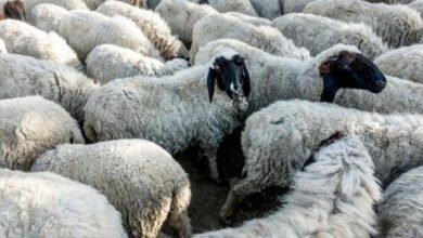 Teachers put on duty to regulate sheep migration - Teachers' organizations angry with the order of the udaipur district administration