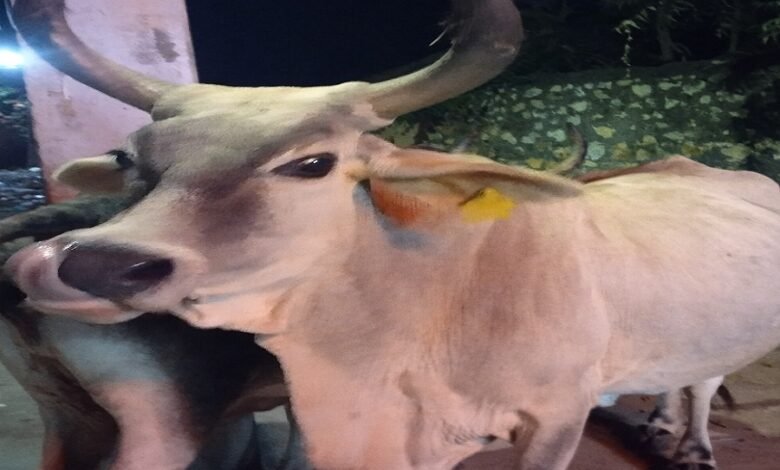 सिरोही . घुमंतू पशुओं के हमले में जान-माल का नुकसान झेल रहे लोग- टैग की डिटेल से मालिक तक नहीं पहुंच रहे Sirohi. People are facing loss of life and property due to attacks by stray animals – nagar parishad not reaching the owners.