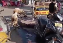 सिरोही. माउंट आबू में उपेक्षित रहा अटल चौक- केवल तस्वीरों व फोटो सेशन तक सीमित रहा सुशासन दिवस Sirohi: Atal Chowk in Mount Abu remained neglected – Good Governance Day was limited to only pictures and photo sessions.