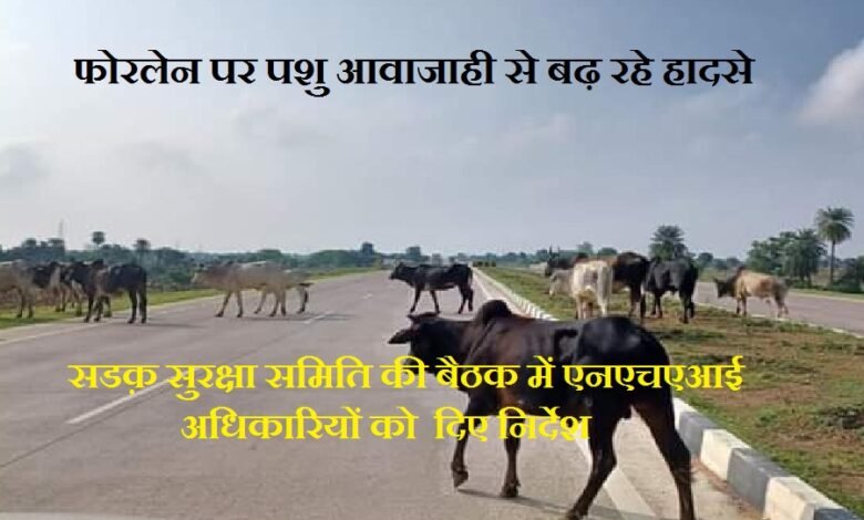 सिरोही. एनएचएआई की सडक़ों पर गोवंश आवागमन रोकने के निर्देश सिरोही. फोरलेन पर पशुओं की आवाजाही से बढ़ रहे हादसे सिरोही. जिला सडक़ सुरक्षा समिति की बैठक Sirohi: NHAI issues instructions to prevent cattle movement on its roads Sirohi: Accidents increasing due to animal movement on the four-lane highway Sirohi: District Road Safety Committee meeting