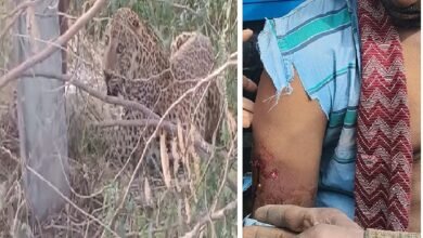 सिरोही. रेवदर के समीप रोहुआ-मानपुर में पैंथर के हमले में चार जने घायल Sirohi: Four people were injured in a panther attack in Rohua-Manpur near Reodar.