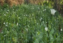 सिरोही. रोहिड़ा थाना पुलिस ने अफीम व गांजे की खेती का भंडाफोड़ - 1308 किलो पौधे जब्त Sirohi: Rohida police station busts opium and cannabis cultivation operation - 1308 kg of plants seized.