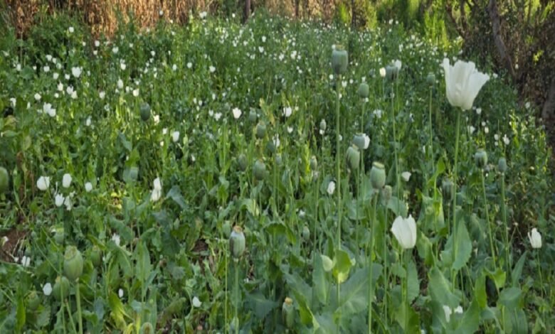 सिरोही. रोहिड़ा थाना पुलिस ने अफीम व गांजे की खेती का भंडाफोड़ - 1308 किलो पौधे जब्त Sirohi: Rohida police station busts opium and cannabis cultivation operation - 1308 kg of plants seized.