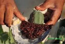 सिरोही. पुलिस ने पिण्डवाड़ा में कार्रवाई करते हुए छह किलो अफीम दूध बरामद किया Sirohi: Police seized six kilograms of opium milk during an operation in Pindwara.