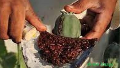 सिरोही. पुलिस ने पिण्डवाड़ा में कार्रवाई करते हुए छह किलो अफीम दूध बरामद किया Sirohi: Police seized six kilograms of opium milk during an operation in Pindwara.