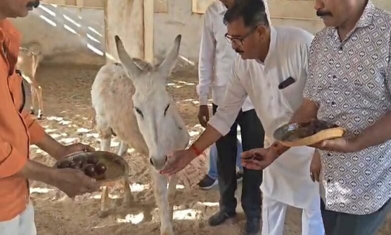 सिरोही. पश्चिम बंगाल में भाजपा की प्रचंड जीत पर जश्न मनाते हुए यहां गधों को गुलाब जामुन खिलाए गए Sirohi: Here donkeys were fed *gulab jamuns* while celebrating the BJP's resounding victory in West Bengal.