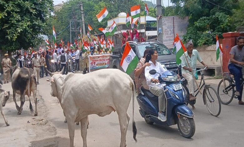 सिरोही. भाजपा की तिरंगा यात्रा वाहन रैली में बाइक सवार बगैर हेलमेट नजर आए- मार्ग में गोमाता से बचते हुए भारत माता के जयकारे लगाए Sirohi: Motorcyclists were seen without helmets during the BJP's 'Tiranga Yatra' vehicle rally; while navigating the route and avoiding cows, they raised chants of 'Bharat Mata Ki Jai'.